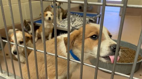 RivCo Animal Shelter Over Capacity, Expected to Double After July 4th