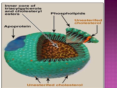 Lipoproteins: Structure, classification, metabolism and significance