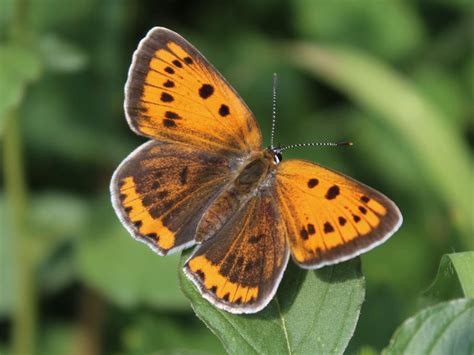 Large Copper | Butterfly Conservation