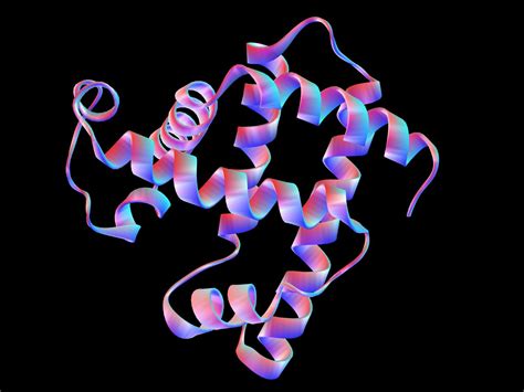 Protein and Polypeptide Structure