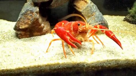 Crayfish Aquarium - YouTube