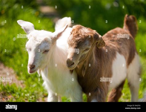 Two cute baby goats playing to Stock Photo - Alamy