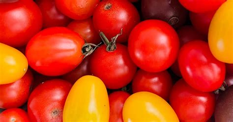 Tips to improve your tomato harvest