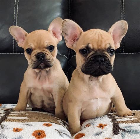 Fawn Frenchies | French bulldog puppies, Cute dogs, Cute funny animals