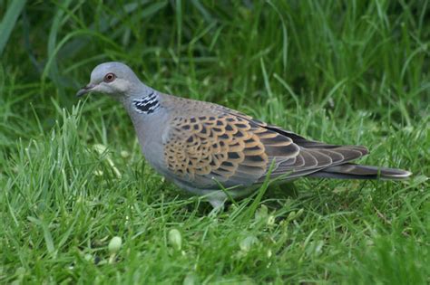 The Twelve Days (and Six Birds) of Christmas | birdingthebrookeandbeyond