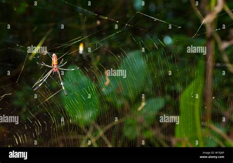 Rainforest, Tortuguero National Park, Costa Rica, Central America, America Stock Photo - Alamy