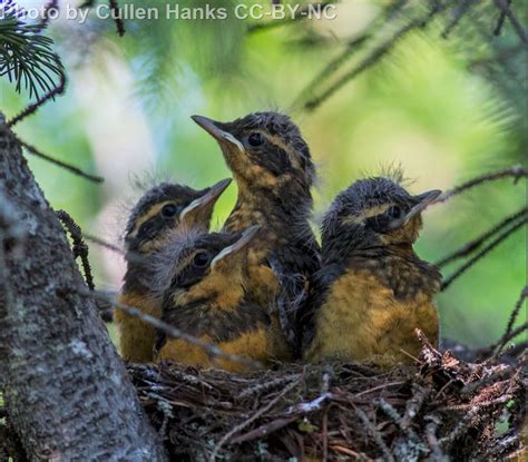 Varied Thrush - East Cascades Audubon Society