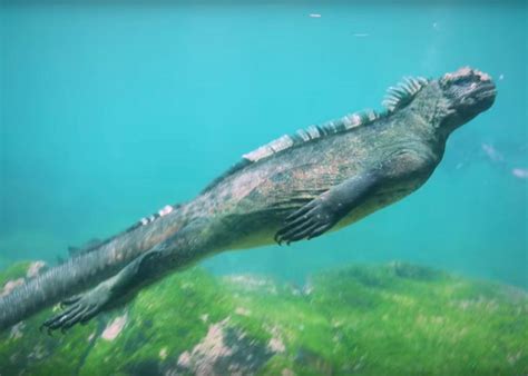 Video of a marine iguana feeding underwater in the Galapagos (VIDEO).