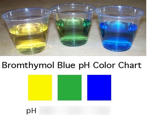 Bromothymol Blue Respiratory Physiology Experiment Diagram | Quizlet