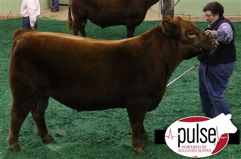 FWSS – Open Red Angus Bulls | The Pulse