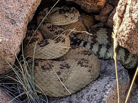 Great Basin Rattlesnake