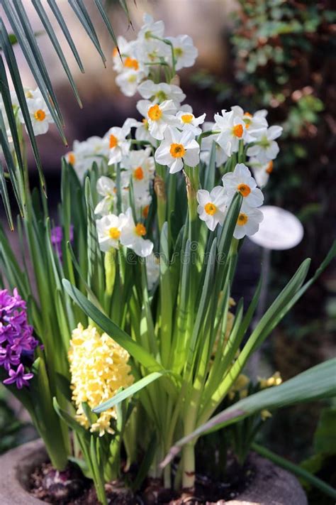 Vibrant Purple Blooming Daffodils and Hyacinths Stock Image - Image of bloom, flowers: 172498299