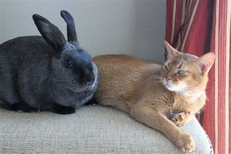 Rescued Cat And Rescued Rabbit Are Best Friends Forever - Barnorama