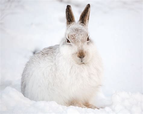 Mountain Hare, Scotland, Cairngorms | Paul Jeffries | Flickr