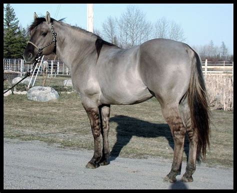 108 best Color - Grulla images on Pinterest | Horses, Grulla horse and ...