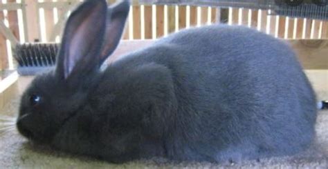 American Blue Rabbit Breed Profile [With Pictures!] | ThePetFAQ