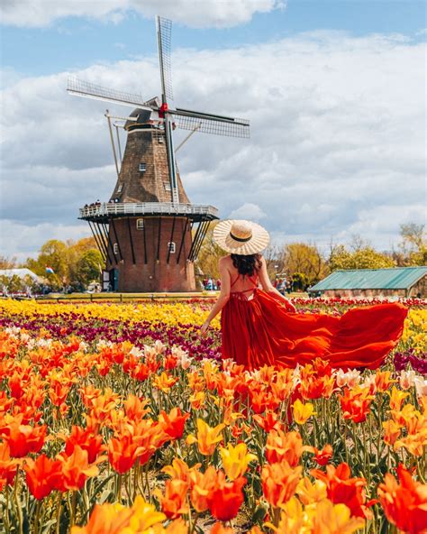 Full Guide for the Holland Tulip Festival in Michigan - Talia's Bucketlist