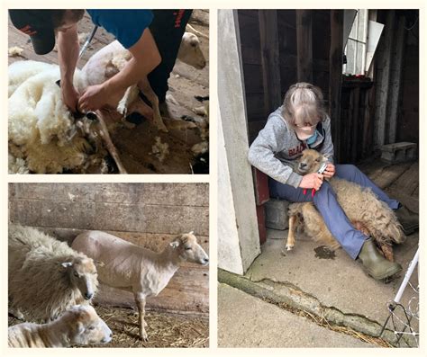 Sheep Shearing at Minute Man – Friends of Minute Man National Park