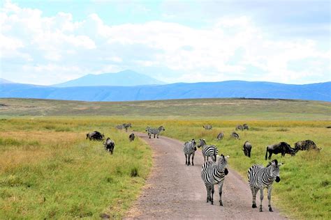 Cratère du Ngorongoro, étape incontournable de votre voyage