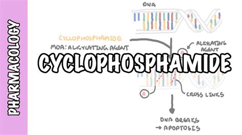 Cyclophosphamide - pharmacology, mechanism of action, adverse effects ...