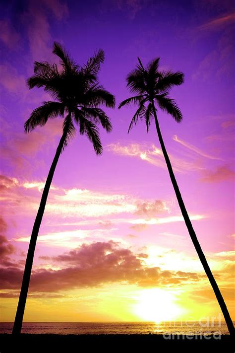 Tropical Palm Trees Silhouette Sunset or Sunrise Photograph by Lane ...