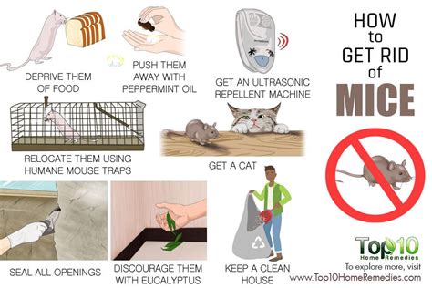 How to Get Rid of Mice | Top 10 Home Remedies