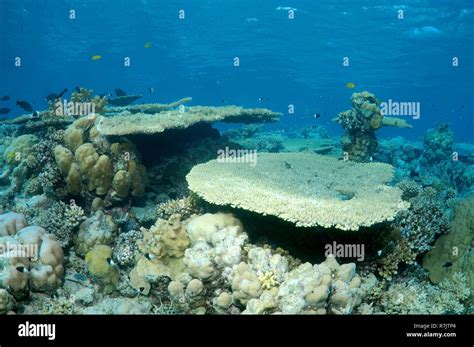 Coral reef in Ras Muhammad National Park, Sinai Peninsula, Sharm el ...