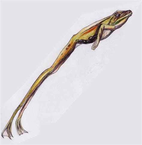 Leaping Frog drawing free image download