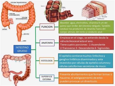 Cancer Del Intestino Grueso