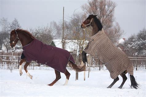 The 4 best winter horse blankets (heavy duty) | AGDAILY