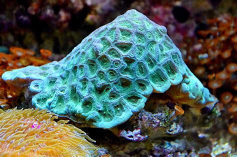 The Ultimate Montipora Coral Care Guide | Reef Tank Advisor