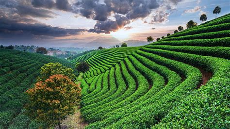 Tea plantations under sky during sunset, China. Windows 10 Spotlight HD ...