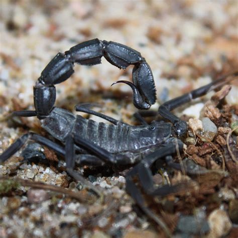 Androctonus bicolor (Black Fattail Scorpion) — Arachnid Rarities