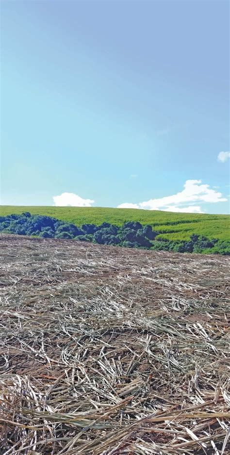 Shifting paradigms to make SA sugar cane farming more sustainable