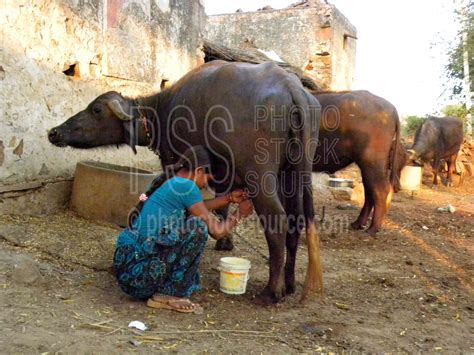 Photo of Milking Water Buffalo by Photo Stock Source - people, Abhaneri ...