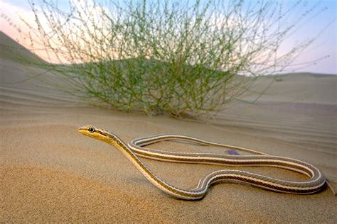 Dune Watching: Small Fauna of the Thar Desert | RoundGlass | Sustain