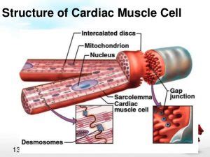 Histology of the heart, Cardiomyocytes types, Ultrastructure and features of cardiac muscle ...