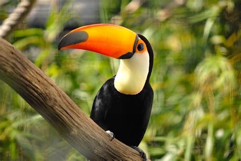 Toucan, get what you need | Arnold Zwicky's Blog