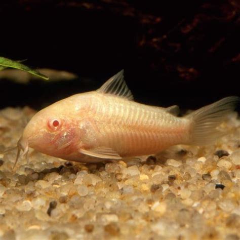 Albino Corydoras 3 Pack – Glass Grown Aquatics