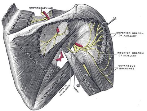 Axillary Nerve - Anatomy - Orthobullets