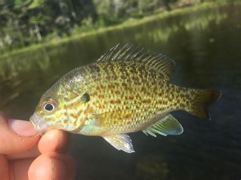 Pumpkinseed Sunfish from South Branch Lake : r/Fish