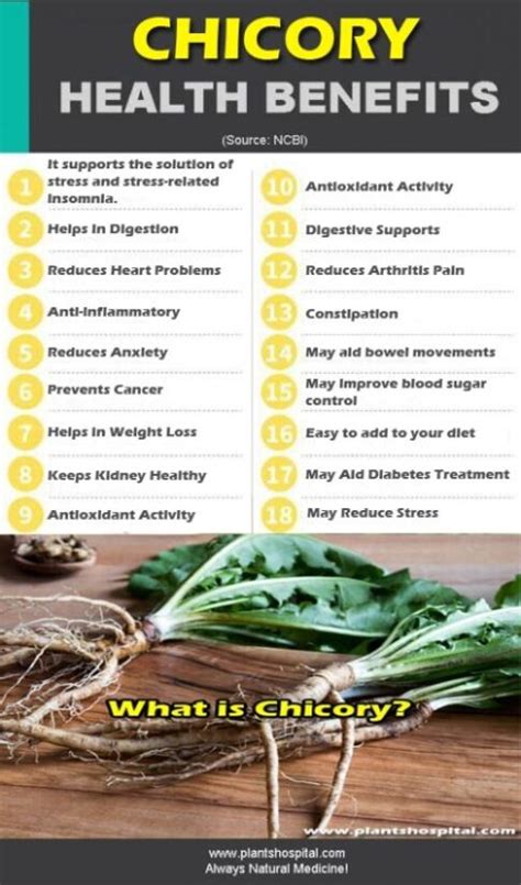 15 Proven Health Benefits Of Chicory: How to Use? Growing & Warnings