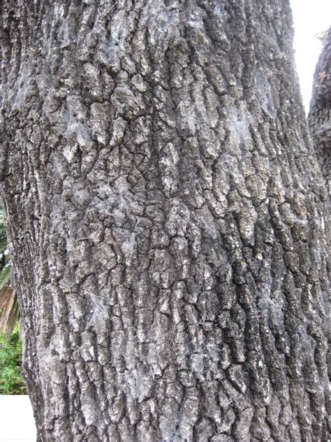 Trees of Santa Cruz County: Quercus lobata - Valley Oak