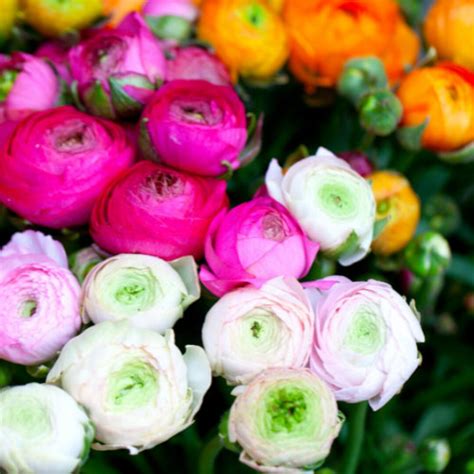 25 Ranunculus Mixed Shade Bulbs Buy 4 Sets Get 1 Set Free - Etsy