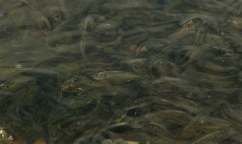 Menhaden harvest cap proposed for state waters | Proposal would limit ...