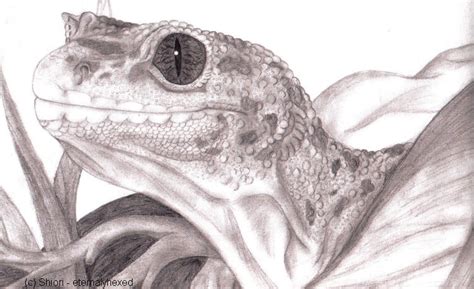 Leopard Gecko by ResidualHaunt on DeviantArt