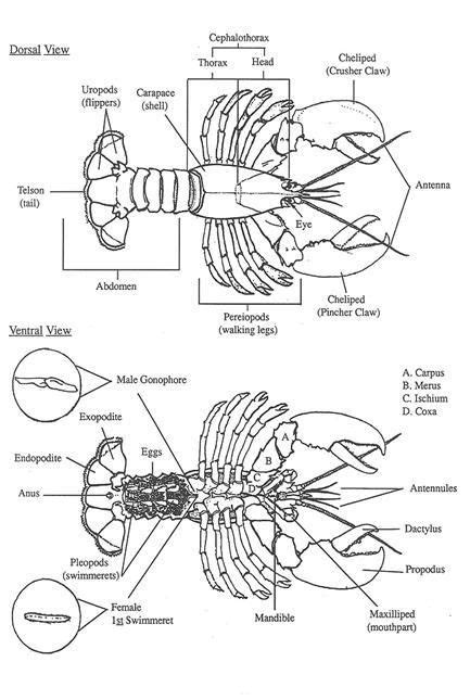 Fig. 10. Diagrams of the dorsal (top surface) and ventral (underneath side) views of lobster ...