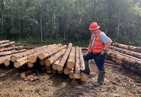 What Happens During a Timber Harvest? | Rayonier Stories