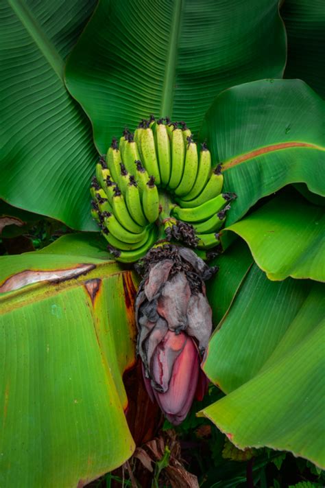 Dwarf Cavendish Banana Musa acuminata - Photorator