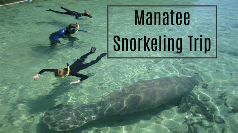 Manatee Snorkeling Trip | 2017 - YouTube